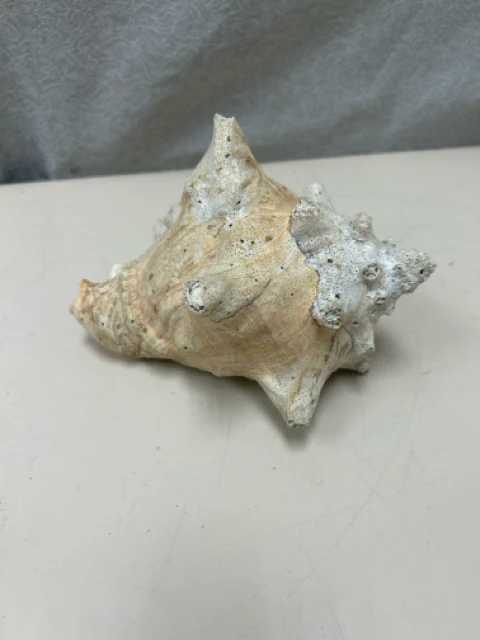 ASSOR SEASHELL