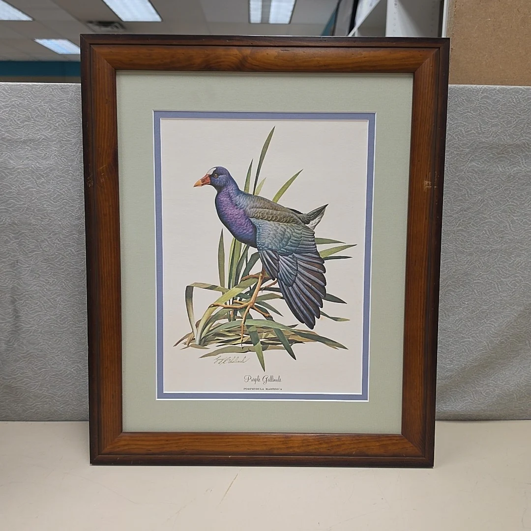 PURPLE GALLINULE