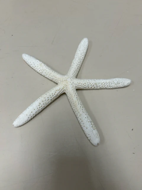 WHITE DRIED STARFISH